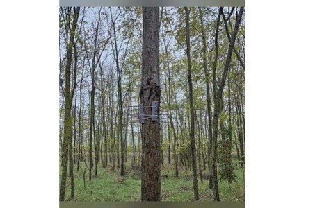 Constanţa: Un bărbat de 58 de ani este cercetat pentru rănirea intenţionată a unei pisici / În gospodăria sa poliţiştii au găsit mai multe obiecte folosite pentru rănirea animalelor - VIDEO
