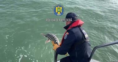 Tulcea: Poliţiştii de frontieră au eliberat doi sturioni şi un delfin, care erau prinşi în plase de pescuit 