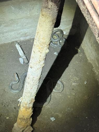 Tulcea: Jandarmii au intervenit pentru îndepărtarea unor şerpi dintr-un beci - FOTO