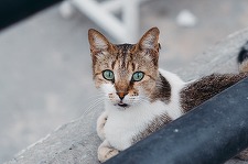 Un bărbat din Sectorul 2 al Capitalei care a aruncat o pisică de la etaj, animalul suferind răni grave şi şoc hipotermic, a fost reţinut de poliţişti pentru rănirea cu intenţie a animalelor/ Recomandările poliţiştilor
