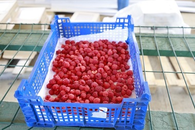 Bihor: Acord de recunoaştere a vinovăţiei pentru luare de mită, încheiat de un inspector de calitate pentru legume-fructe/ El a primit peste 46.000 de lei de la administratorul unui furnizor de fructe de pădure, pentru a accepta marfa în orice condiţii