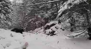 Salvamont Săcele, avertisment pentru zona Prăpastia Urşilor din Piatra Mare: A fost văzut de mai multe grupuri de turişti un urs / Recomandări - VIDEO