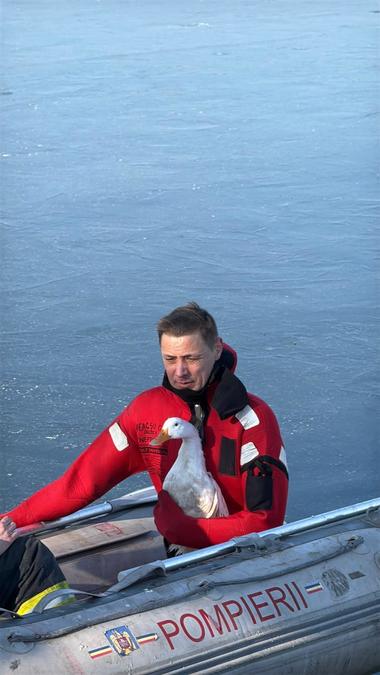 O raţă blocată în gheaţă pe un lac din Tulcea, salvată de pompieri - FOTO