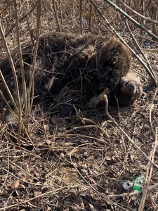 Buzău: Un urs a fost ucis într-un accident rutier în comuna Cislău. Garda de Mediu a dispus incinerarea cadavrului