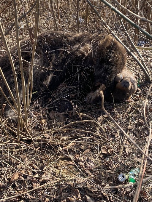 Buzău: Un urs a fost ucis într-un accident rutier în comuna Cislău. Garda de Mediu a dispus incinerarea cadavrului