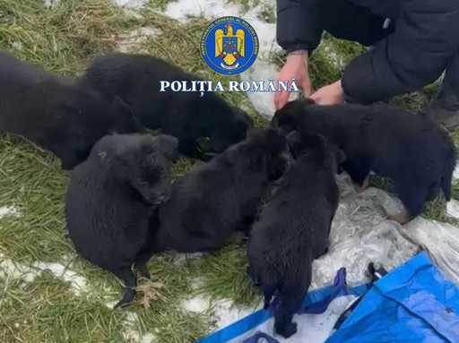 Olt: Femeie, cercetată după ce a abandonat şase căţeluşi, într-un sac, lângă o ghenă de gunoi 