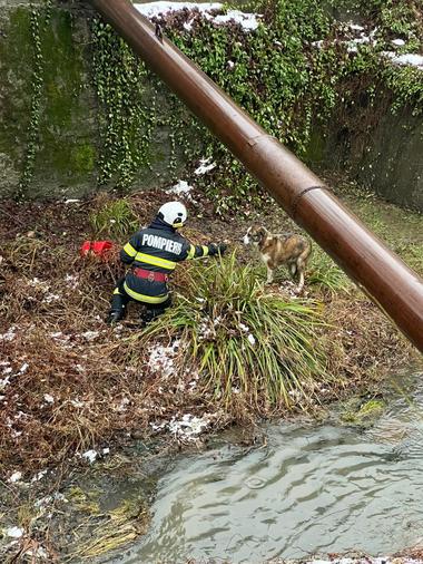 Vâlcea: Intervenţie a pompierilor pentru a salva un câine blocat sub un pod şi înconjurat de apă - FOTO
