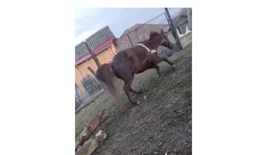 Vâlcea: Bărbat amendat cu peste 13.000 de lei după ce a postat pe TikTok un film în care se vede cum obligă un cal să tracteze greutăţi foarte mari - FOTO / VIDEO 