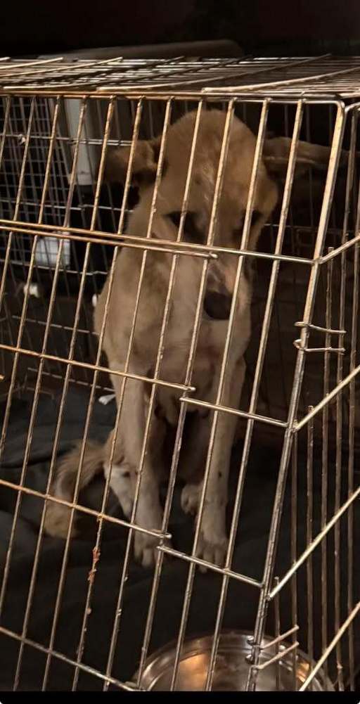 Asociaţiile de protecţia animalelor aduc acuzaţii grave la adresa autorităţilor în cazul adăpostului din judeţul Vrancea: ”Poliţia pare să protejeze lagărul de la Suraia”, ”Protejaţi monştri” / Trei persoane fizice şi firma, sub control judiciar  