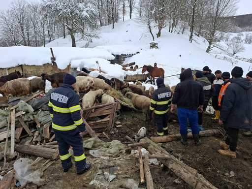 Intervenţie dificilă a pompierilor buzoieni la Calvini. Peste 220 de animale salvate dintr-un saivan prăbuşit sub zăpadă - FOTO