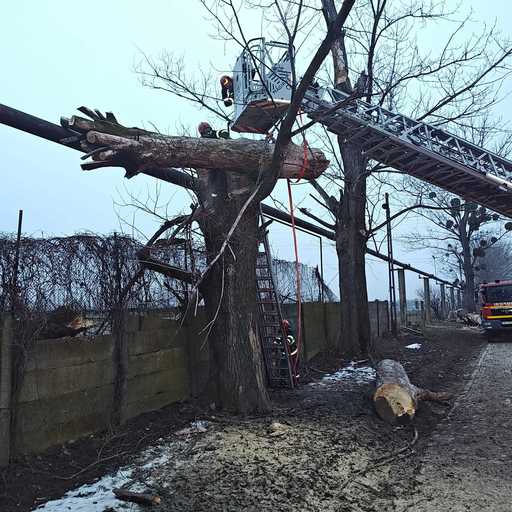 Neamţ: Misiune a pompierilor pentru salvarea unei persoane prinse sub un copac pe o stradă din municipiul Roman/ Trunchiul tăiat al copacului era căzut şi peste o ţeavă de gaz/ Rănitul a fost dus la spital FOTO