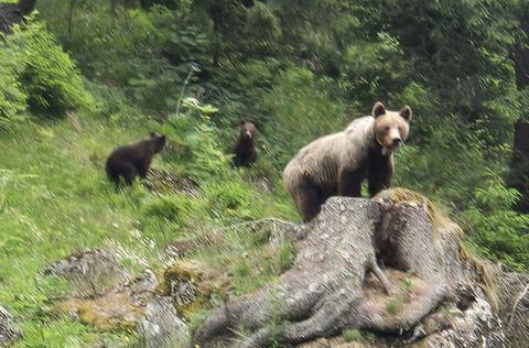 Prahova: Familie cu un copil mic, din Letonia, sprijinită de jandarmi după ce s-a întălnit cu o ursoaică cu pui, în zona staţiunii Sinaia - VIDEO

