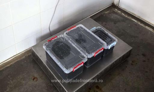 Constanţa: Femeie care încerca să vândă 19 kilograme de icre negre, prinsă de poliţiştii de frontieră/ Doi bărbaţi care deţineau marfa, cercetaţi la rândul lor