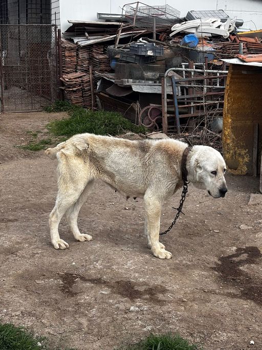 Timiş: 43 de câini ţinuţi în condiţii improprii, găsiţi de poliţişti / Unor animale le-au fost tăiate urechile şi cozile / Sancţiunile aplicate
