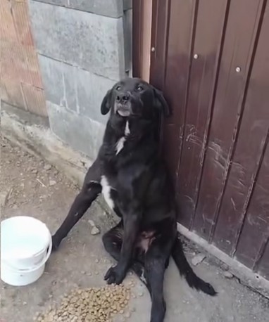 O asociaţie din judeţul Alba prezintă cazul unui câine bătut până la paralizie /Autorii ar fi stăpânul patrupedului şi copii săi/ Val de reacţii prin care se cere pedepsirea vinovaţilor - VIDEO