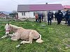 Intervenţie a poliţiştilor din Caraş-Severin pentru salvarea unui cal care era ţinut legat pe un câmp, fără apă şi hrană