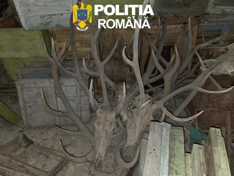 Arad - 29 de percheziţii vizând infracţiuni la regimul armelor. Patru bărbaţi reţinuţi, 10 arme, 475 de cartuşe deţinute ilegal şi peste 200 de trofee ridicate - FOTO