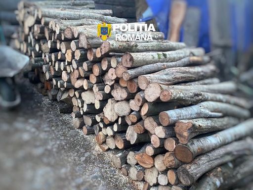 Peste 20 de percheziţii în două comune şi un oraş din Mureş, într-un dosar penal vizând infracţiuni silvice/ Două reţineri, şase mandate de aducere şi confiscări de lemne şi echipamente
