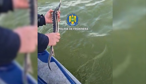 Tulcea: Patru sturioni, descoperiţi de poliţiştii de frontieră în plase de pescuit, eliberaţi în Marea Neagră - FOTO
