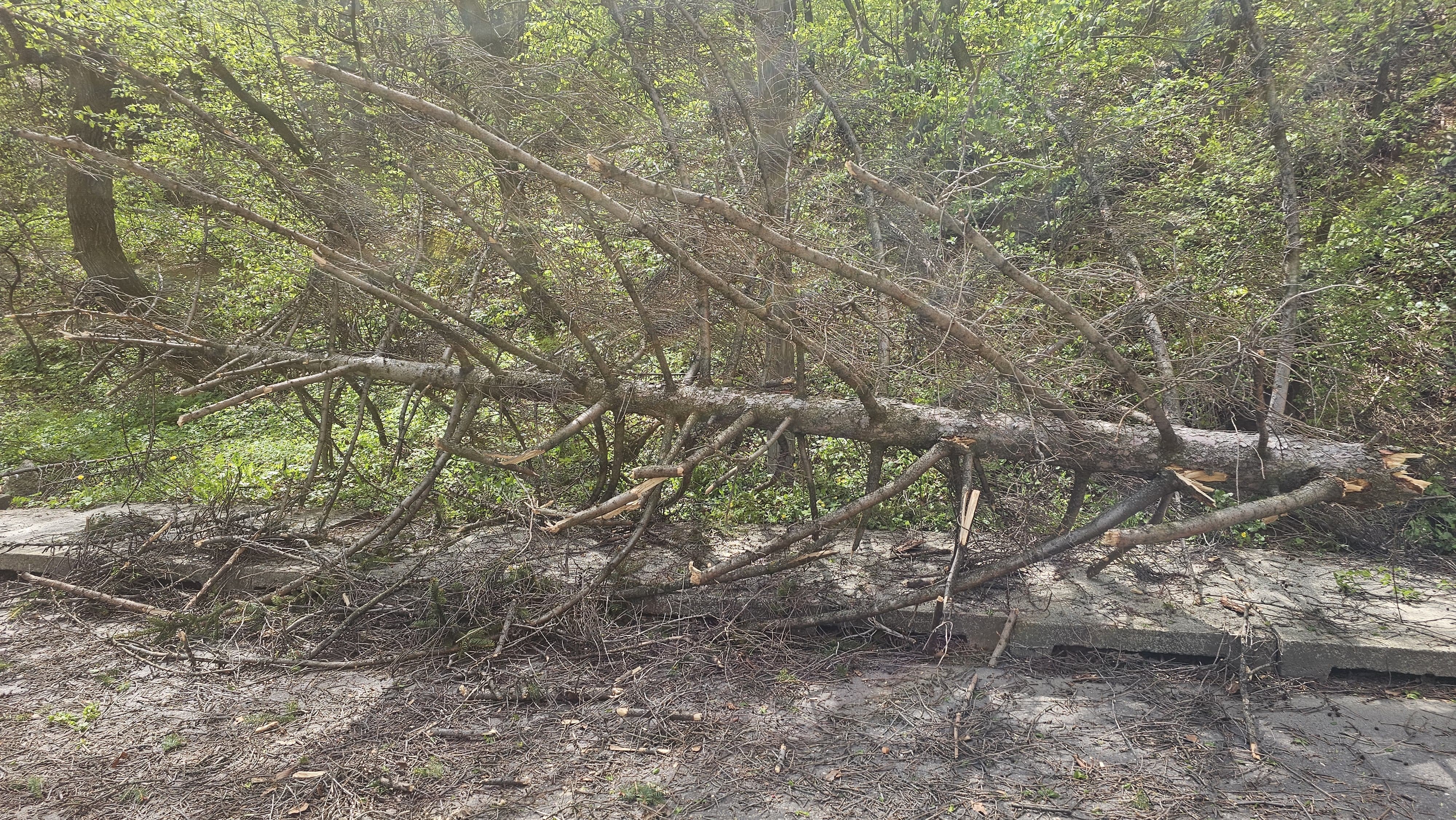 Vântul puternic a doborât copaci în mai multe zone/Intervenţii ale pompierilor în Neamţ şi Satu Mare