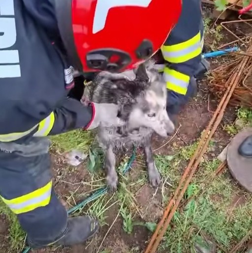 Mehedinţi: Câine căzut într-un canal neacoperit, salvat de pompieri - VIDEO