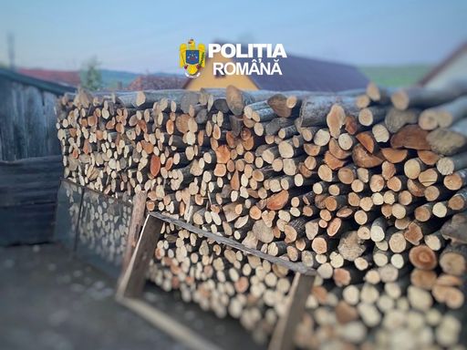 Poliţia Română: Faptele ilicite din domeniul silvic, în scădere cu 4% în primele trei luni din acest an faţă de 2025 / Aproape 2.800 de dosare penale, în care sunt cercetate 600 de persoane