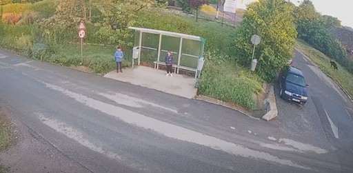 Cluj: Urs filmat în apropierea unei staţii de autobuz, în comuna Apahida / Recomandările autorităţilor