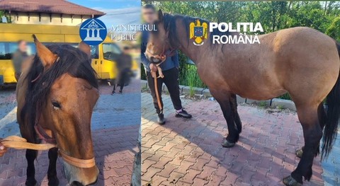 Trei bărbaţi din judeţul Dâmboviţa, reţinuţi după ce au furat doi cai, de pe un islaz din Argeş. Ei au băgat animalele într-o maşină specială de transport cai
