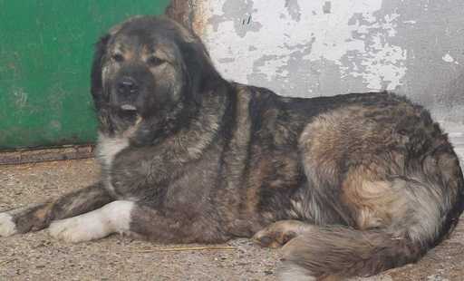 Buzău: Copil de patru ani, mort după ce a fost sfâşiat de un câine ciobănesc de la un saivan din vecinătatea casei în care locuia împreună cu mama sa/ Micuţul ar fi intrat în curtea în care se afla animalul, care ar fi fost legat
