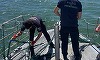 Patru sturioni prinşi în plase ilegale, în Marea Neagră, salvaţi de poliţiştii de frontieră