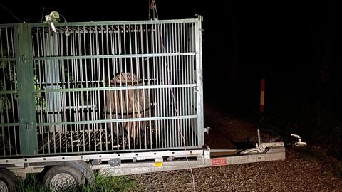 Autorităţile din municipiul Braşov au capturat un urs care obişnuia să intre în zonele locuite, în cartierul Noua/ Animalul, care mai fusese capturat şi relocat, a fost eutanasiat