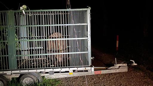 Autorităţile din municipiul Braşov au capturat un urs care obişnuia să intre în zonele locuite, în cartierul Noua/ Animalul, care mai fusese capturat şi relocat, a fost eutanasiat