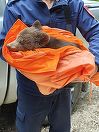 Braşov: Pui de urs abandonat de mama lui, capturat pe Tâmpa/ Ursuleţul, care era foarte slăbit şi deshidratat, a fost predat reprezentanţilor rezervaţiei de la Zărneşti