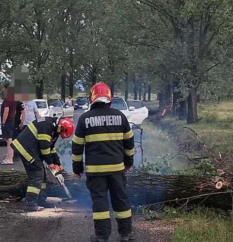 Copaci doborâţi de vânt în judeţul Bihor