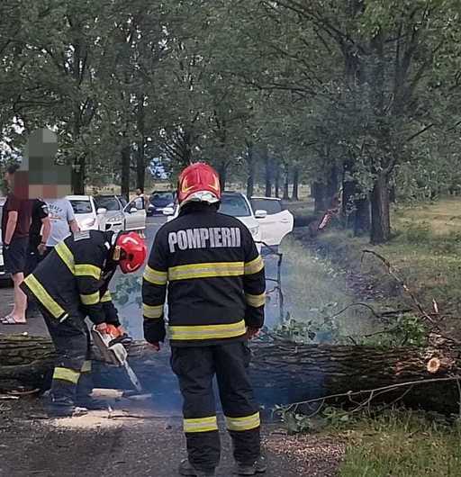 Copaci doborâţi de vânt în judeţul Bihor