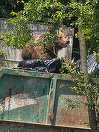 Un urs a intrat în curtea unui spital din Braşov şi s-a oprit la containerul pentru deşeuri / Nu a reacţionat la semnalele acustice şi luminoase, fiind împuşcat - FOTO