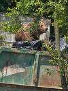 Un urs a intrat în curtea unui spital din Braşov şi s-a oprit la containerul pentru deşeuri / Nu a reacţionat la semnalele acustice şi luminoase, fiind împuşcat - FOTO