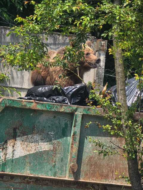 Un urs a intrat în curtea unui spital din Braşov şi s-a oprit la containerul pentru deşeuri / Nu a reacţionat la semnalele acustice şi luminoase, fiind împuşcat - FOTO

