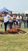 Indignare în mediul online, după ce proprietarul unui cal a fost fotografiat în timp ce maltratează animalul, la târgul de la Medieşu Aurit