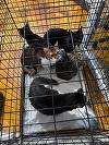 Timişoara: 18 pisici salvate de poliţişti / Animalele erau ţinute într-un apartament, în condiţii improprii
