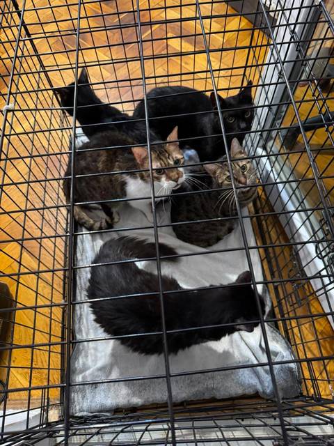 Timişoara: 18 pisici salvate de poliţişti / Animalele erau ţinute într-un apartament, în condiţii improprii