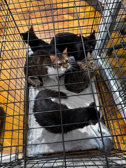Timişoara: 18 pisici salvate de poliţişti / Animalele erau ţinute într-un apartament, în condiţii improprii