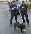 Intervenţie a jandarmilor din Tulcea, în urma unei sesizări privind un câine cu comportament agresiv, cel mai probabil din rasa Amstaff - FOTO