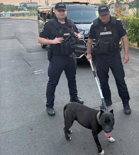 Intervenţie a jandarmilor din Tulcea, în urma unei sesizări privind un câine cu comportament agresiv, cel mai probabil din rasa Amstaff - FOTO