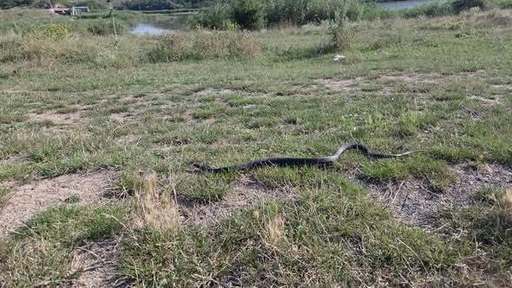 Un şarpe a fost observat pe plaja din Venus printre şezlonguri şi a fost necesară intervenţia jandarmilor - FOTO, VIDEO
