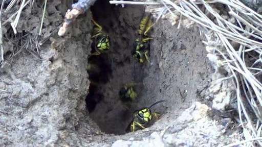 Cuiburi de viespi, observate pe traseele turistice din judeţul Bihor, Mai mulţi turişti au avut nevoie de asistenţă. Avertismente din partea salvamontiştilor - FOTO
