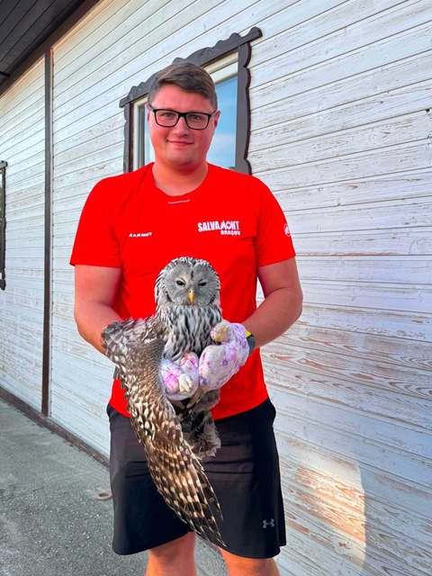 Pui de huhurez mare dintr-o specie rară, descoperit în mijlocul unui drum de salvamontiştii din Braşov / Avea o aripă ruptă, existând suspiciunea că a fost atacat de un alt animal – FOTO

