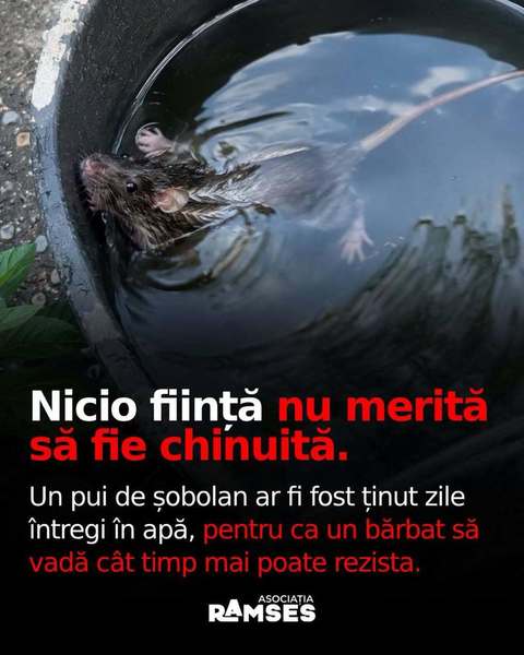 Cluj: Bărbat din Floreşti, cercetat pentru schingiuirea animalelor după ce a ţinut mai multe zile un pui de şobolan într-o găleată cu apă, ca să vadă ”cât mai rezistă”