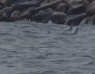 UPDATE - Fragment dintr-o posibilă dronă, observat în mare la Costineşti - VIDEO