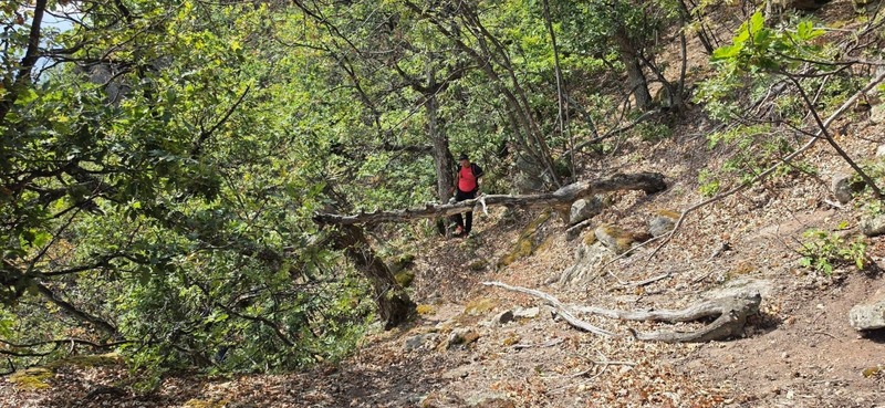 Mehedinţi: Persoană rătăcită în pădure, recuperată după o acţiune de căutare care a durat opt ore